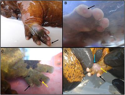 Evaluation of Severity and Factors Contributing to Foot Lesions in Endangered Ozark Hellbenders, Cryptobranchus alleganiensis bishopi